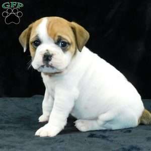 Chloe, Miniature Bulldog Puppy